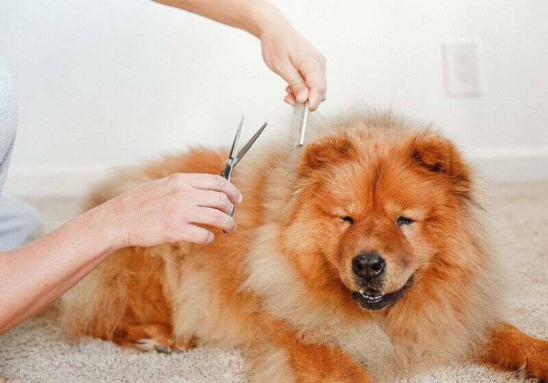 Pet Grooming 02