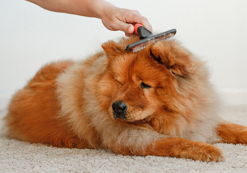 Pet Grooming 04