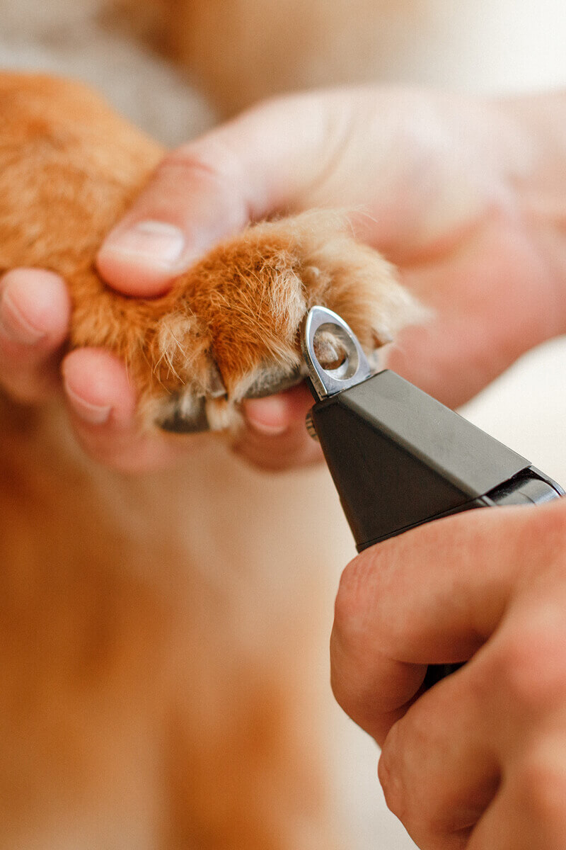 Pet Grooming 08b
