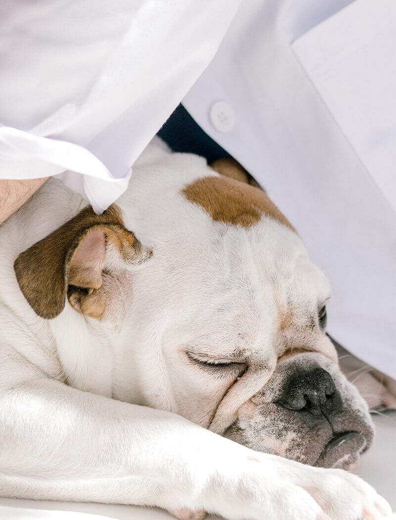 pet-grooming-16 Pet Grooming 16