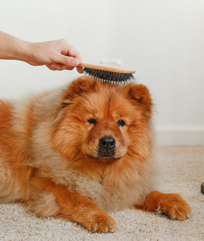 Pet Grooming 21